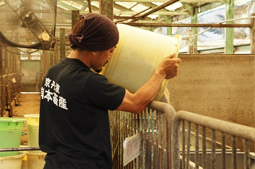 こだわりの飼料で大切に育てられています。