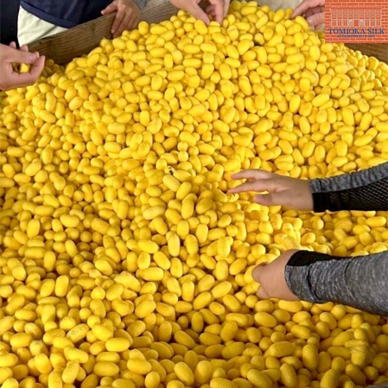 ※年に一度、富岡市でのみ生産している『ぐんま黄金』繭の集荷の様子