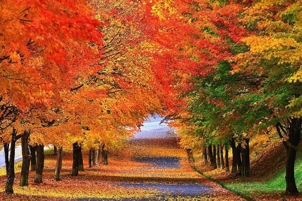“もみじ湖”こと箕輪ダム周辺の紅葉