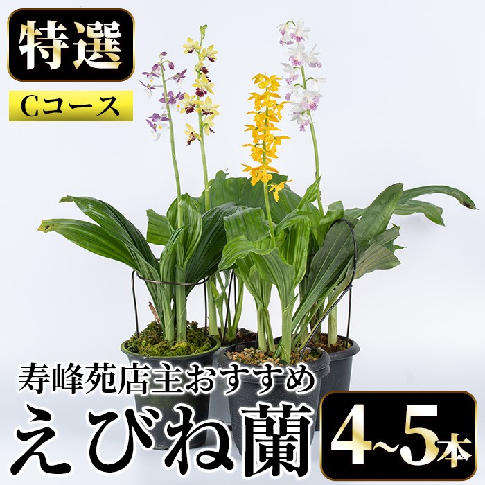 個数限定】寿峰苑特選えびね蘭 店主おすすめ標準Cコース（4本～5