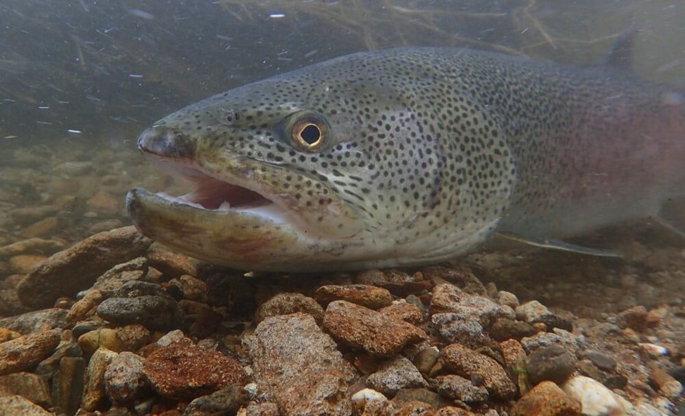 幻の魚イトウ保護条例