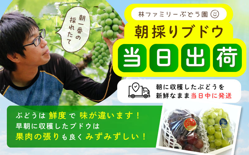 林ファミリーぶどう園 朝採りブドウ当日出荷