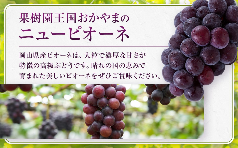 限定数800セット】ニューピオーネ 2kg 3～6房（ご家庭用）【岡山