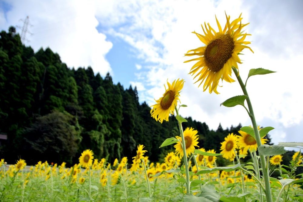 写真