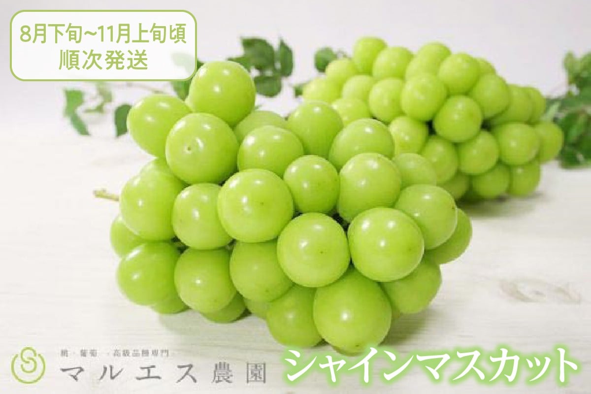 選べる発送年度】クール配送「マルエス農園」シャインマスカット
