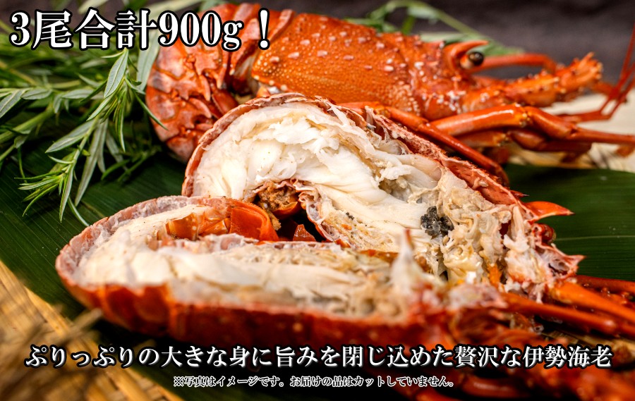 国産伊勢海老のぷりぷりの身を堪能ください