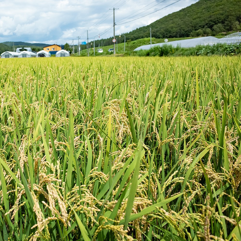 酒粕の栄養素が詰まったお米です