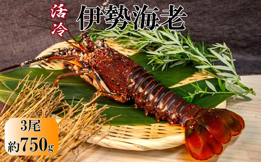 新鮮なまま冷凍で伊勢海老をお届けします