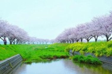 ②草場川の桜並木