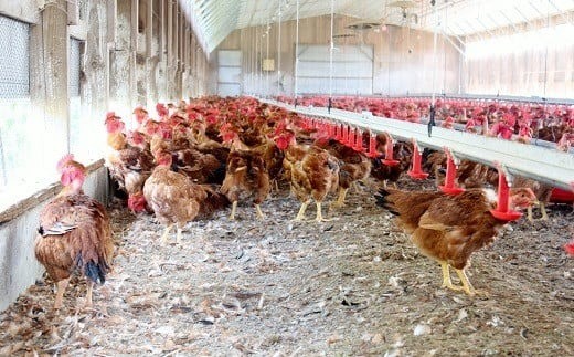 安心安全で美味しい地鶏をお届けするために。