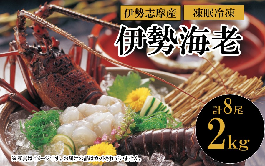 伊勢志摩産 伊勢海老 凍眠冷凍 2kg 8尾