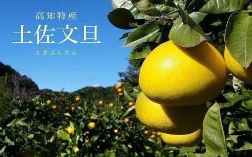 土佐文旦10kg:サイズ4L/数量15個前後/糖度11~12度
