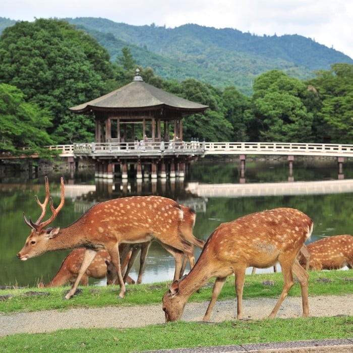 奈良公園・浮見堂とナラの鹿
