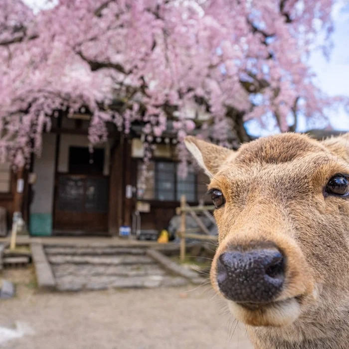 天然記念物の鹿