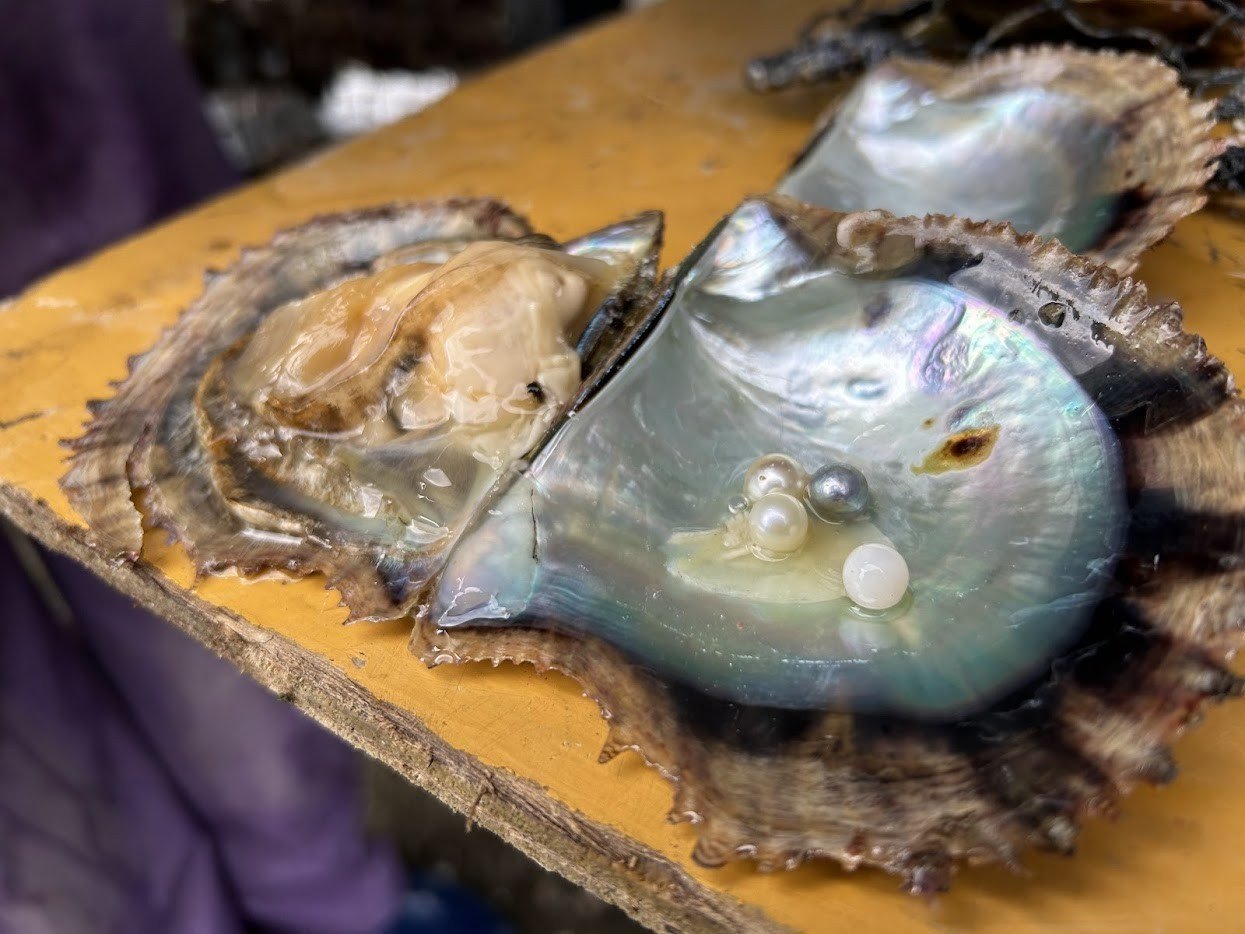 ※実際は1枚の母貝で、真珠は1粒のみ育てられます。