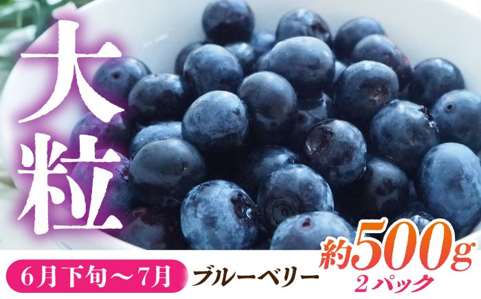 大粒ブルーベリー