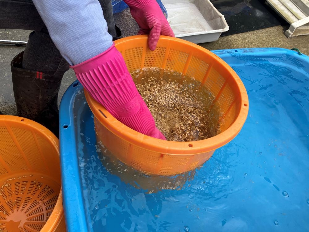 【百匠　大島のこだわり２】栄養豊富な種・苗