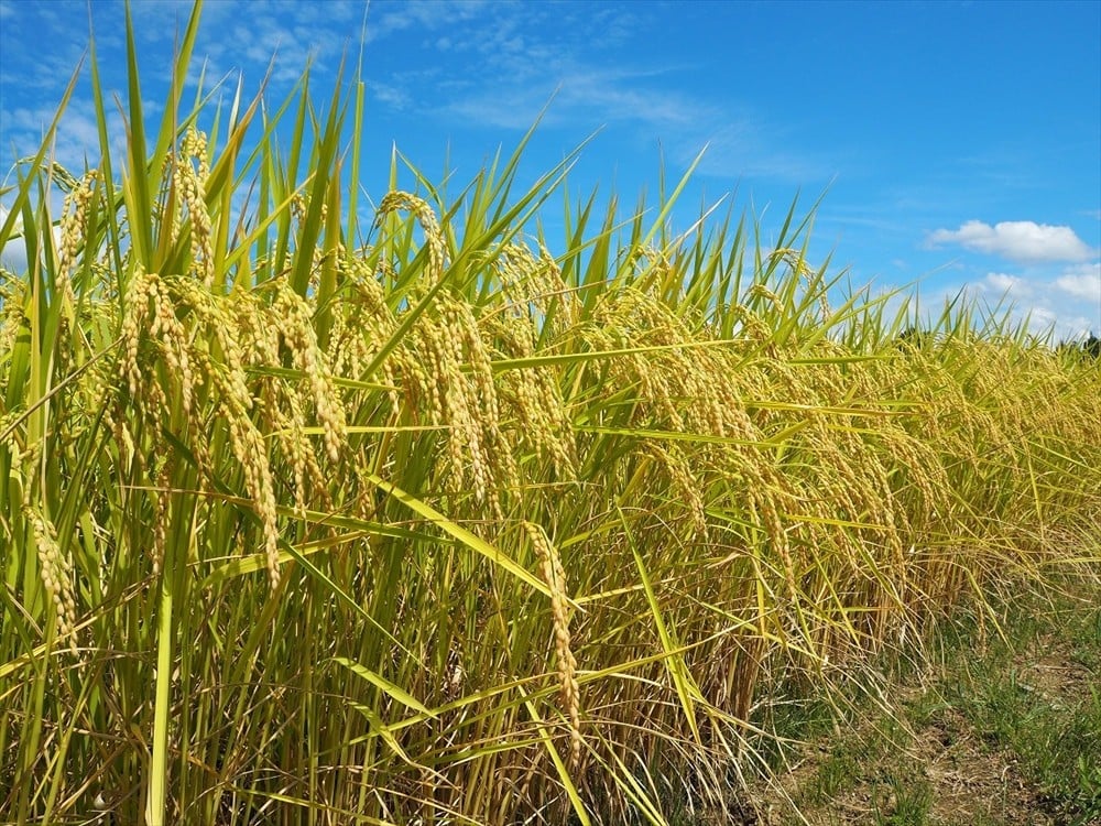 黄金色に輝く稲穂