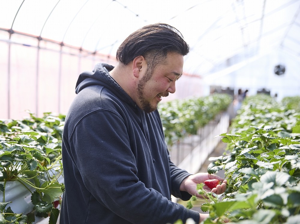 収穫量が少ない希少いちご「古都華」