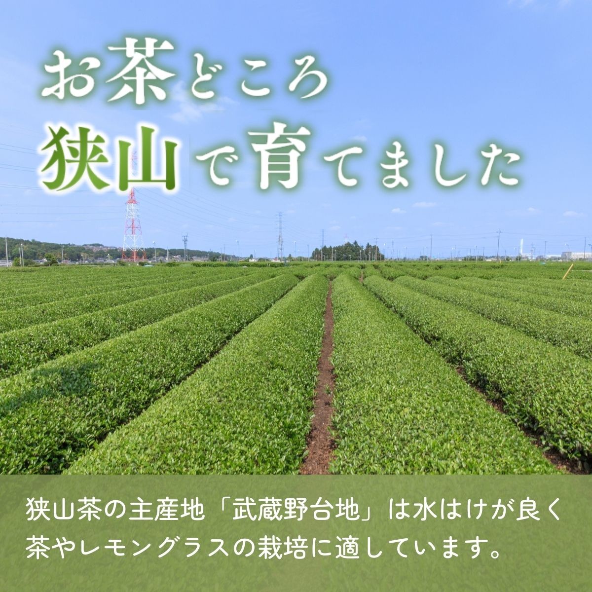 レモングラス ハーブ アロマ スプレー アロマオイル フレグランス