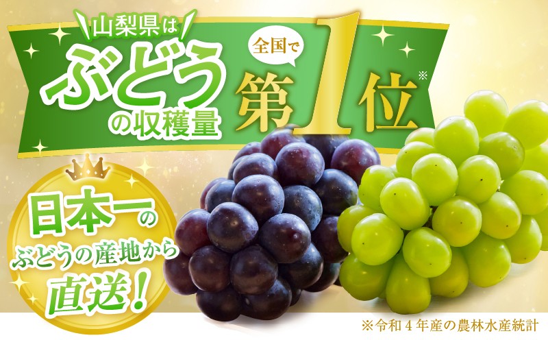 新鮮産直甲州市！種なし巨峰 約1.5kg 2～4房【2026年発送】（KSF）B12