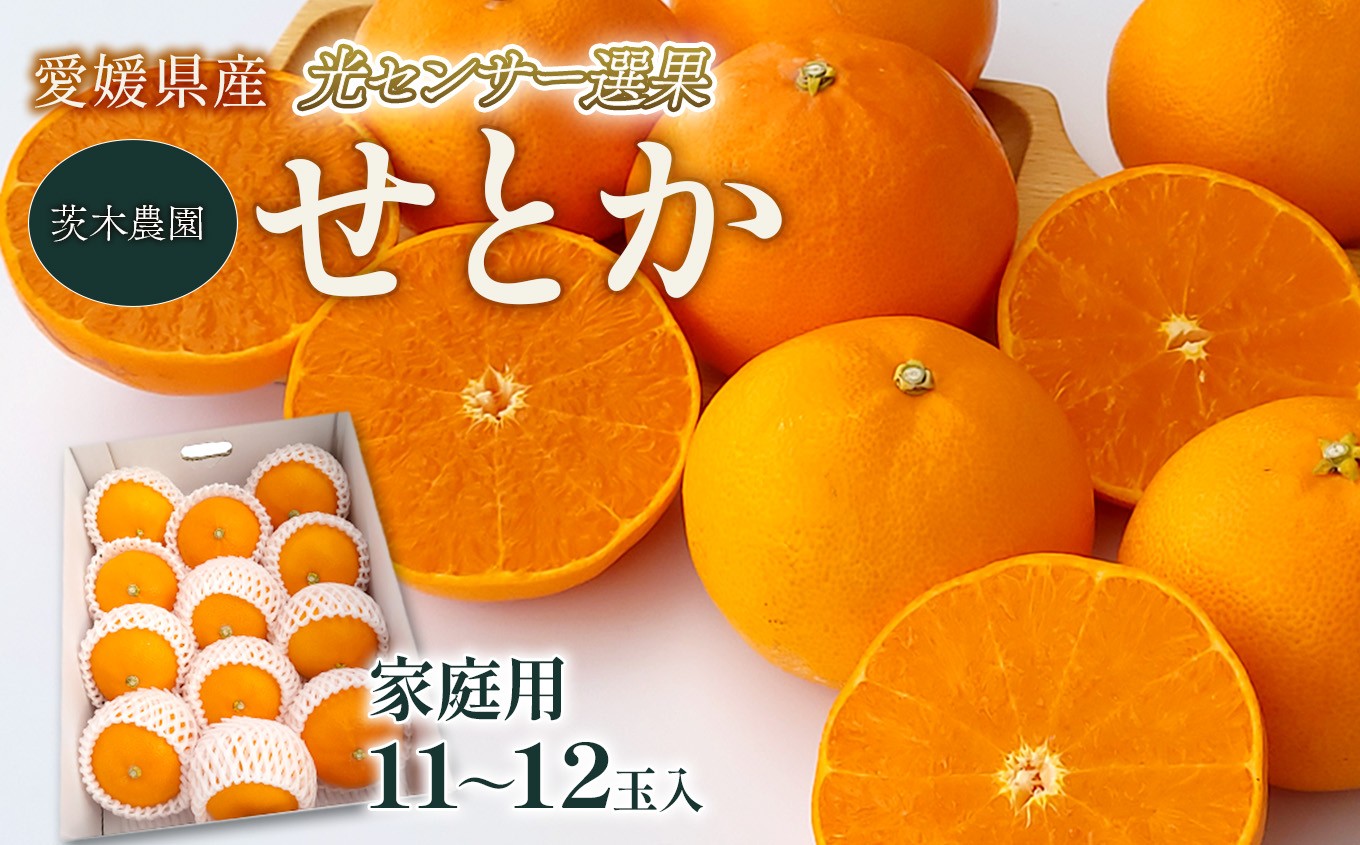 Orangeさまご確認用！ 家庭用】 せとか 茨木農園 家庭用せとか （11～12個入） 光センサー選