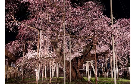 樹齢４５０年以上の見事なしだれ桜