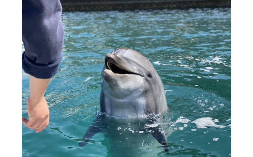 壱岐イルカパークの応援よろしくお願いします！