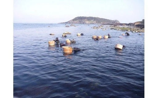 【自然・環境】海女文化を後世に！越前うに養殖事業