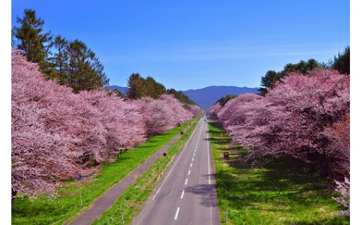 100年の歴史ある桜並木を守っています！！