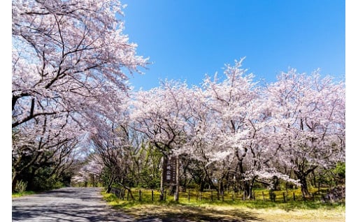 秋田県内で最も早く開花する桜の手入れ（樹勢回復）を行いました！
