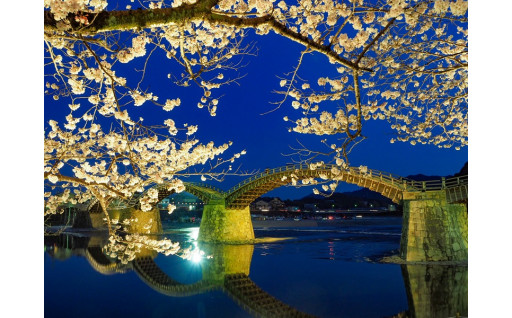 錦帯橋周辺の桜のライトアップを行いました！
