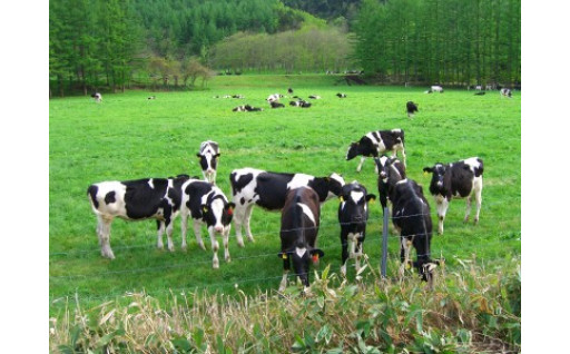 牛たちがのびのびと過ごせる広大な牧場