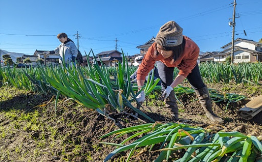 寄附金を活用し、毎年11月23日に解禁する朝来市特産の「岩津ねぎ」の生産量拡大や若手農家育成に取り組んでいます。