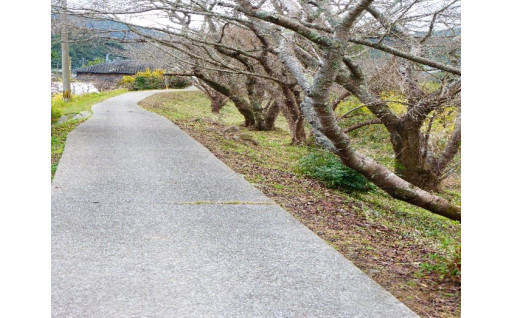 一町田「さくらまつり」