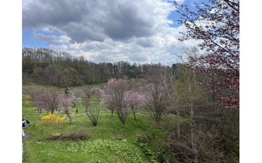 ないえ桜まつりが今年も開催されました。
