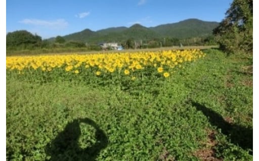 花畑（ひまわり）運営支援