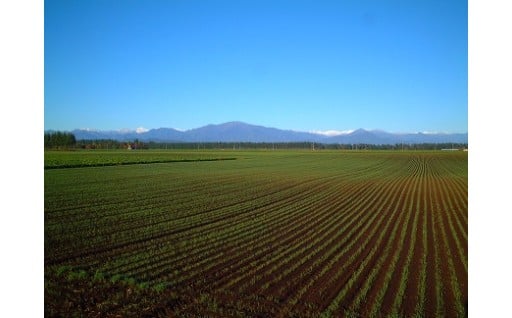 おいしい野菜は土づくりから	
