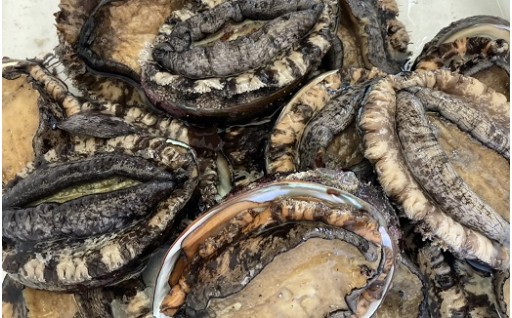 寄付金を活用して、磯資源（うにやあわび）を増やす取り組みを行っています。