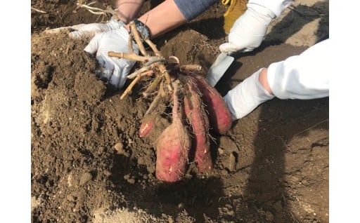 （寄付金の活用）11月9日（日）さつま芋掘り体験開催