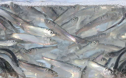 ひやま地域ニシン復興対策（R5）に活用させていただきました