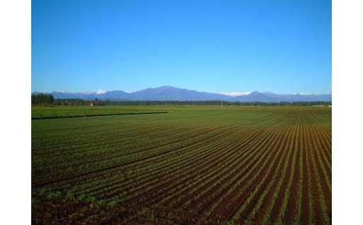 おいしい野菜は土づくりから