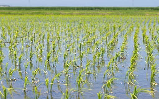 農業経営基盤安定対策（R5）に活用させていただきました