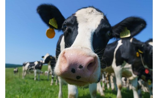 人口の約3.5倍の牛！豊富町「牛乳補助券」の取り組み