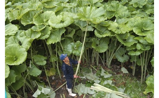 令和7年度寄附金の使い道～ラワンぶき振興対策事業補助金など全24事業に活用しました！
