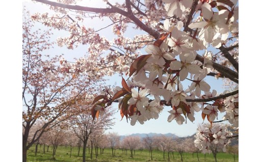 約800本の桜の木を守る