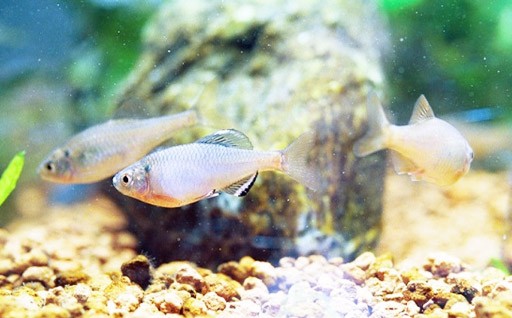 1． 国の天然記念物「ミヤコタナゴ」の保護に関する事業