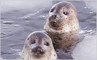 1. アザラシの保護活動などオホーツク海の海洋環境に関する事業