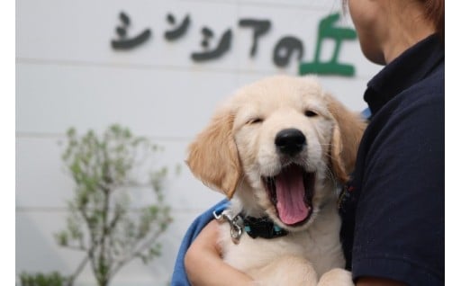 介助犬総合訓練センター（シンシアの丘）訓練室改修事業　～母犬と子犬たちが安心できる環境を！～（H30終了）