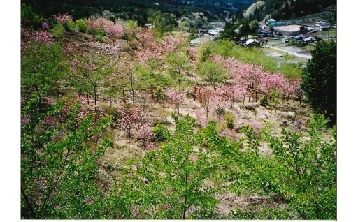 9)桜山公園の整備および活用促進プロジェクト